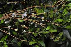 Memecylon flavescens